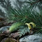 pine tree fragrance oil pine fir scent notes