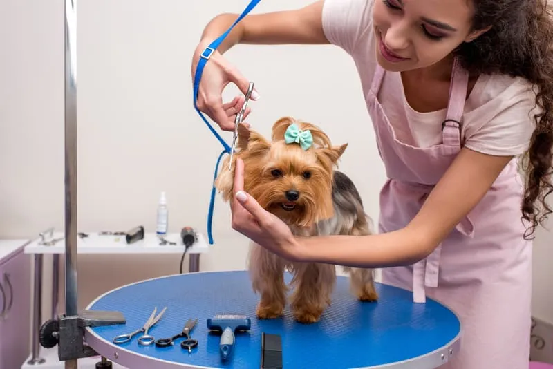 Pet Grooming Salons and Pet Boarding Schools Scenting