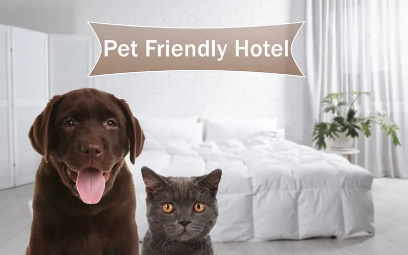 Pet Hotel_Resort Scenting Odor Control Scenting For Pet Hotels & Pet Spa