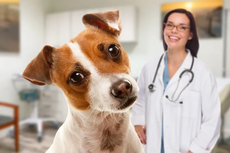pet-veterinary-office-scenting Pet Grooming Salons and Pet Boarding Schools Scenting
