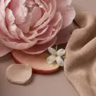 peony blush suede fragrance oil scent notes