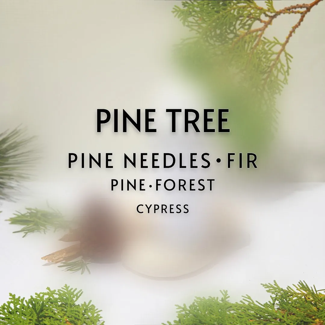 Pine Tree Fragrance Scent Oil